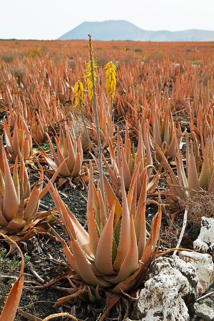 Plantación de Aloe Vera canario Isla Fuerteventura Provincia Las Palmas Islas Canarias España