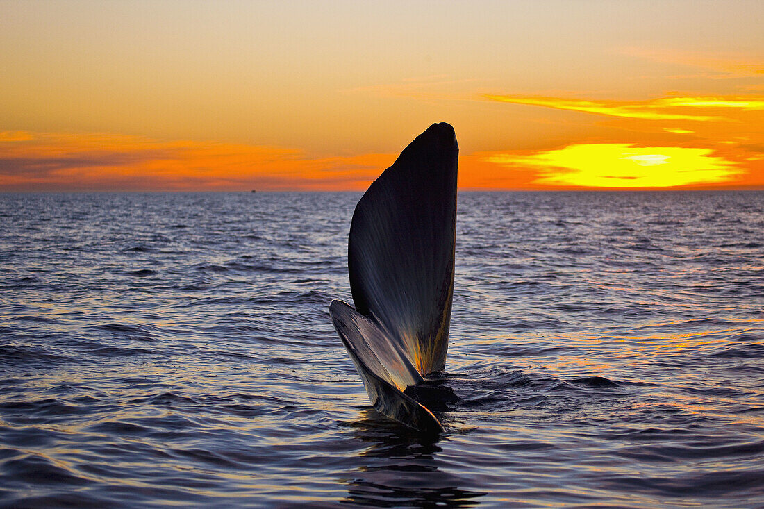 Southern Right Whale (Eubalaena australis), Peninsula Valdes, Patagonia, Argentina