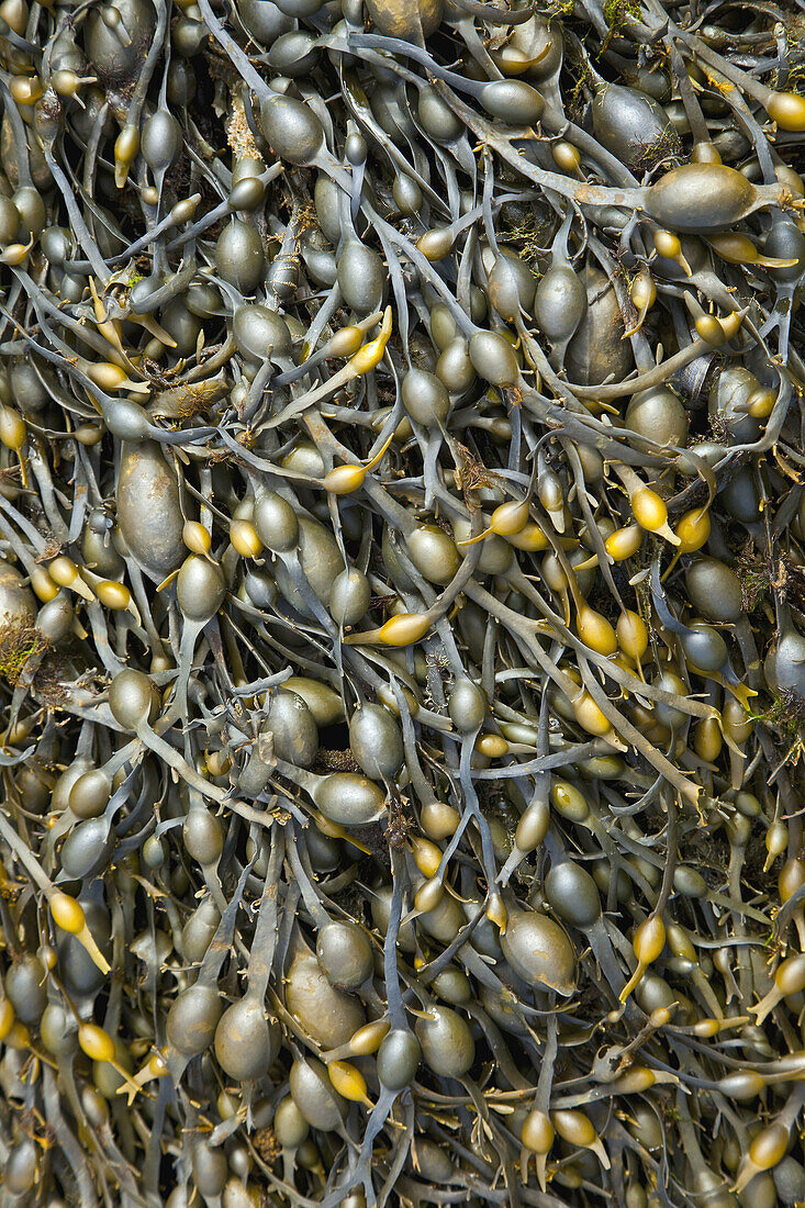 Sea weed at low tide. Kisimul Castle, Castlebay, Barra, Outer Hebrides, Scotland, UK