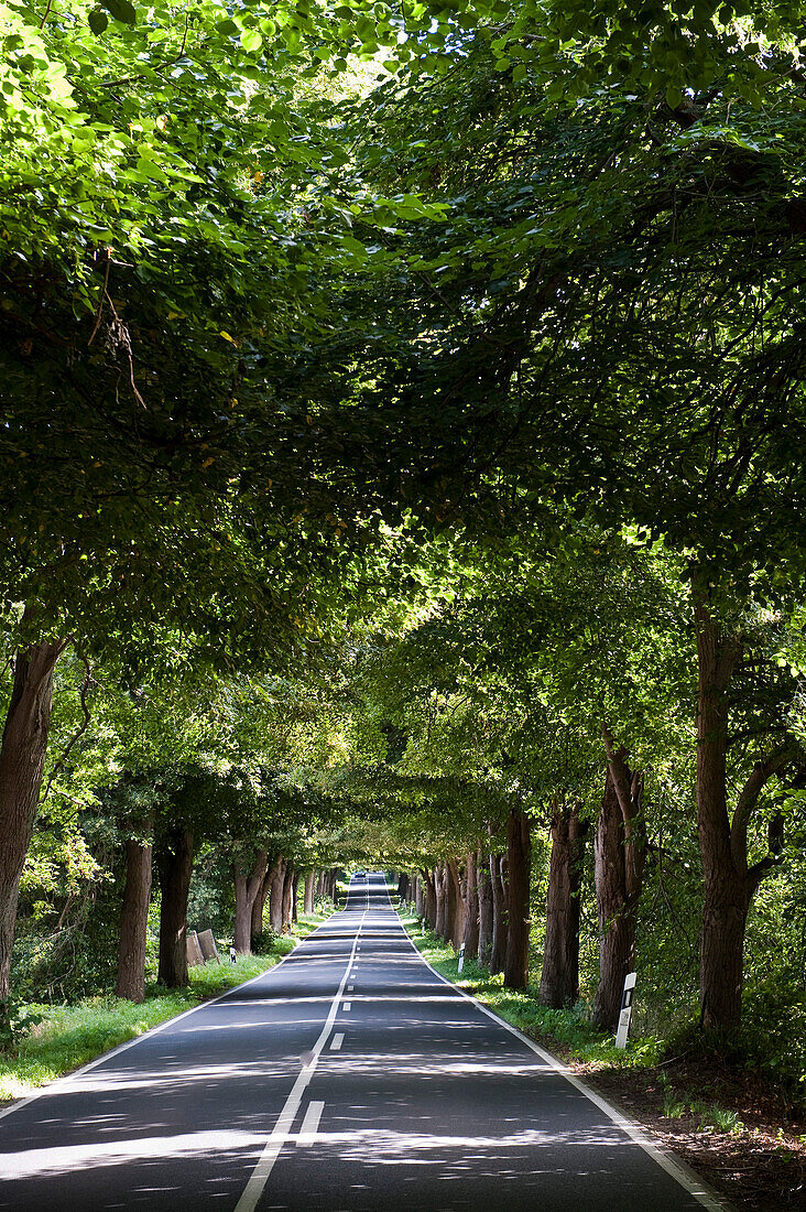 Allee auf der Insel Rügen, Ostsee, Mecklenburg-Vorpommern, Deutschland