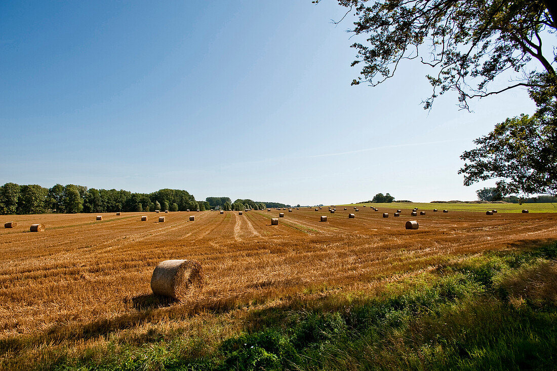 Runde Heuballen auf einem frisch gemähten Feld, Insel Rügen, Ostsee, Mecklenburg-Vorpommern, Deutschland