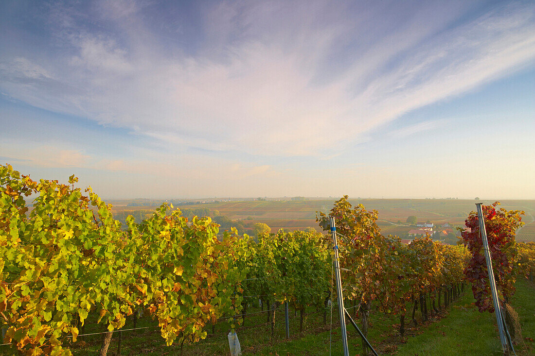 Blick über Weinberg nach Mörzheim, Ilbesheim, Rheinland-Pfalz, Deutschland
