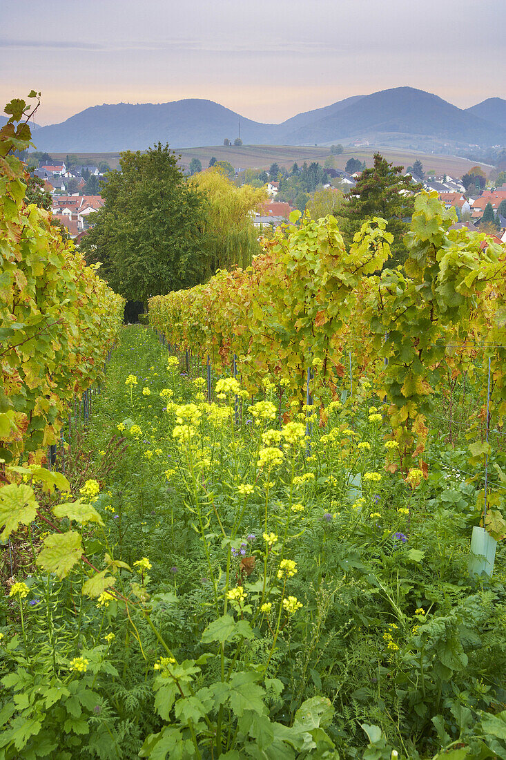 Blick von der Kleinen Kalmit bei Ilbesheim zum Pfälzerwald, Deutsche Weinstraße, Rheinland-Pfalz, Deutschland, Europa
