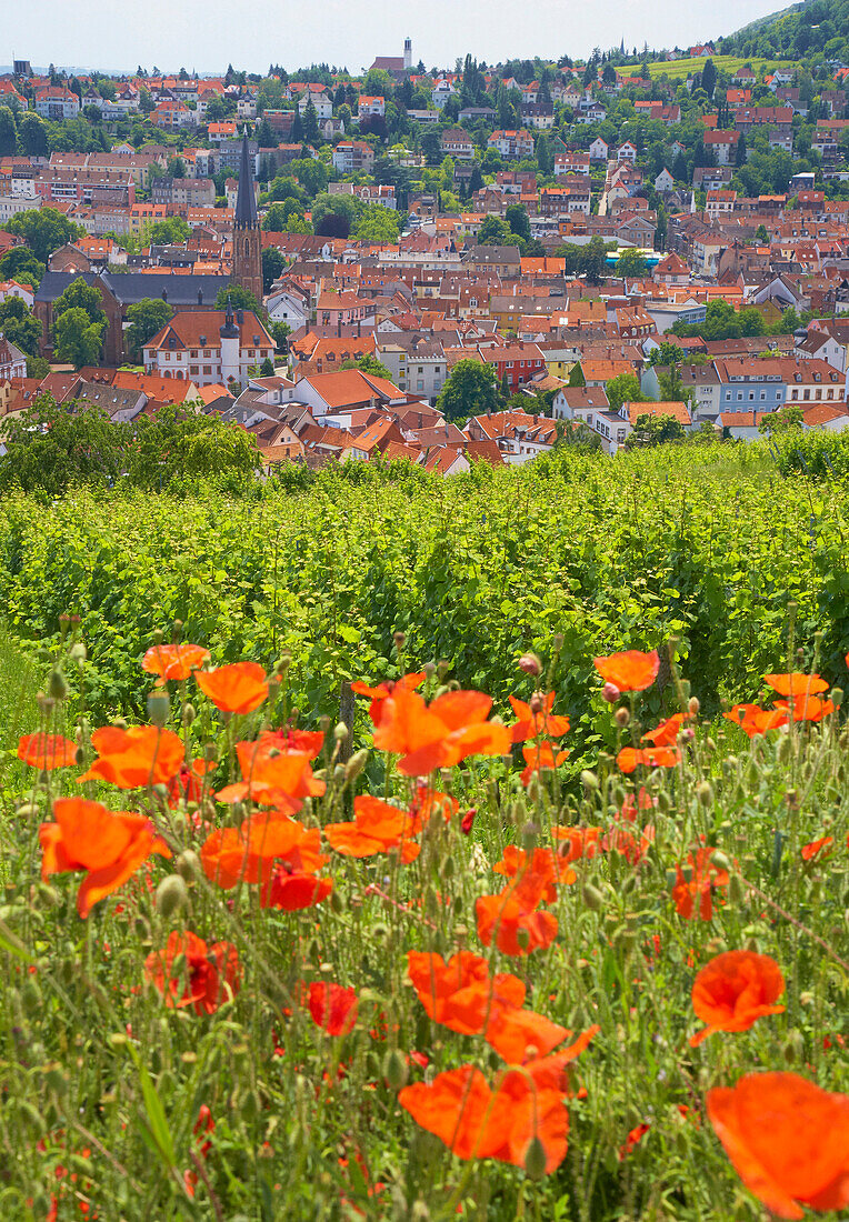 View over vineyard with poppies to Neustadt an der Weinstrasse, Rhineland-Palatinate, Germany