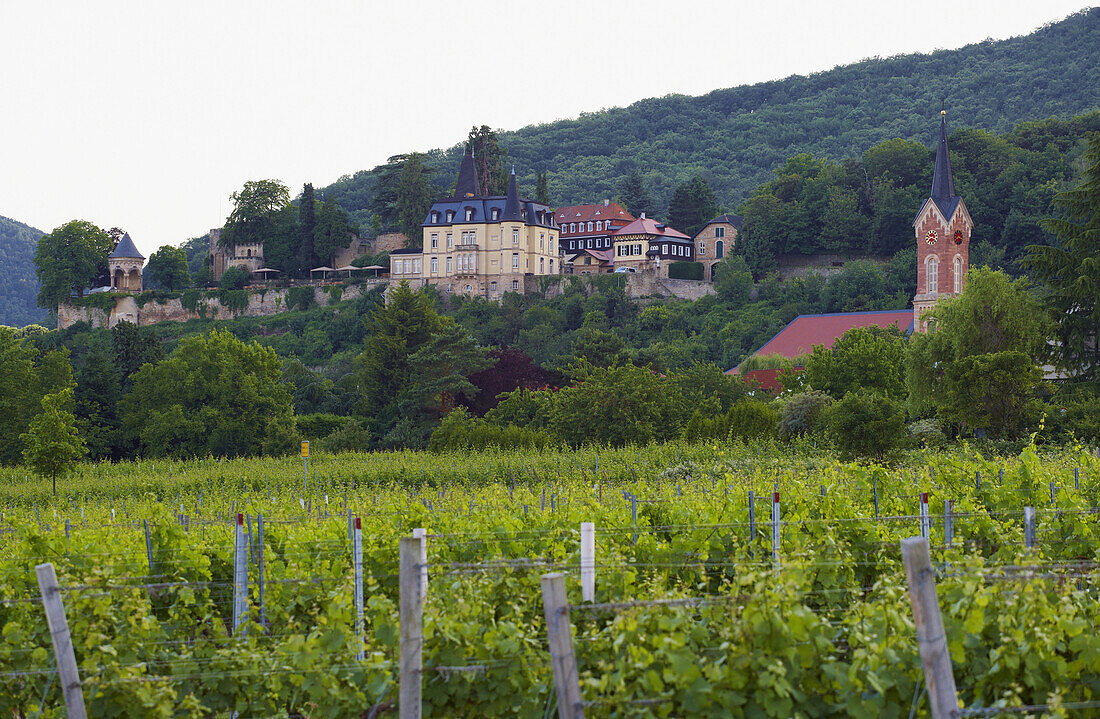 Weinlage Bürgergarten, Winery Müller-Catoir at Neustadt-Haardt, Deutsche Weinstraße, Palatinate, Rhineland-Palatinate, Germany, Europe