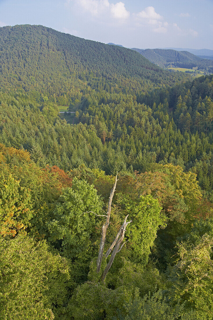 Autumn in the Palatinate Forest near Dahn, Rhineland-Palatinate, Germany, Europe