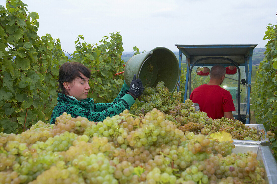 Weinlese beim Weingut Rolf und Tina Pfaffmann GbR in Frankweiler, Deutsche Weinstraße, Pfalz, Rheinland-Pfalz, Deutschland, Europa