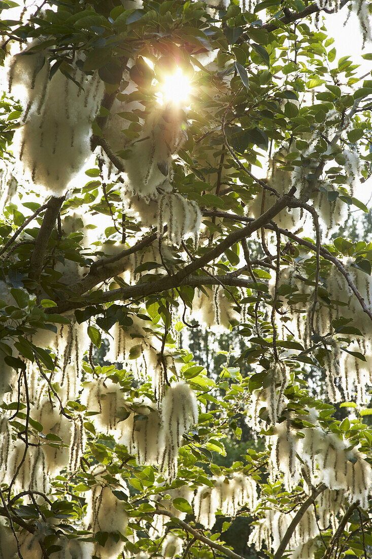 Blossoming Schwarzerle at the Rhine river bank, Mainz, Rhenish Hesse, Rhineland-Palatinate, Germany, Europe