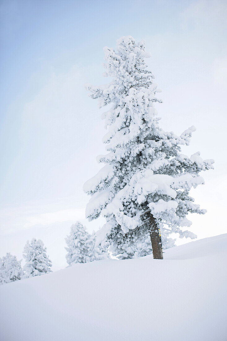 Snow-covered tree, Mayrhofen, Ziller Valley, Tyrol, Austria