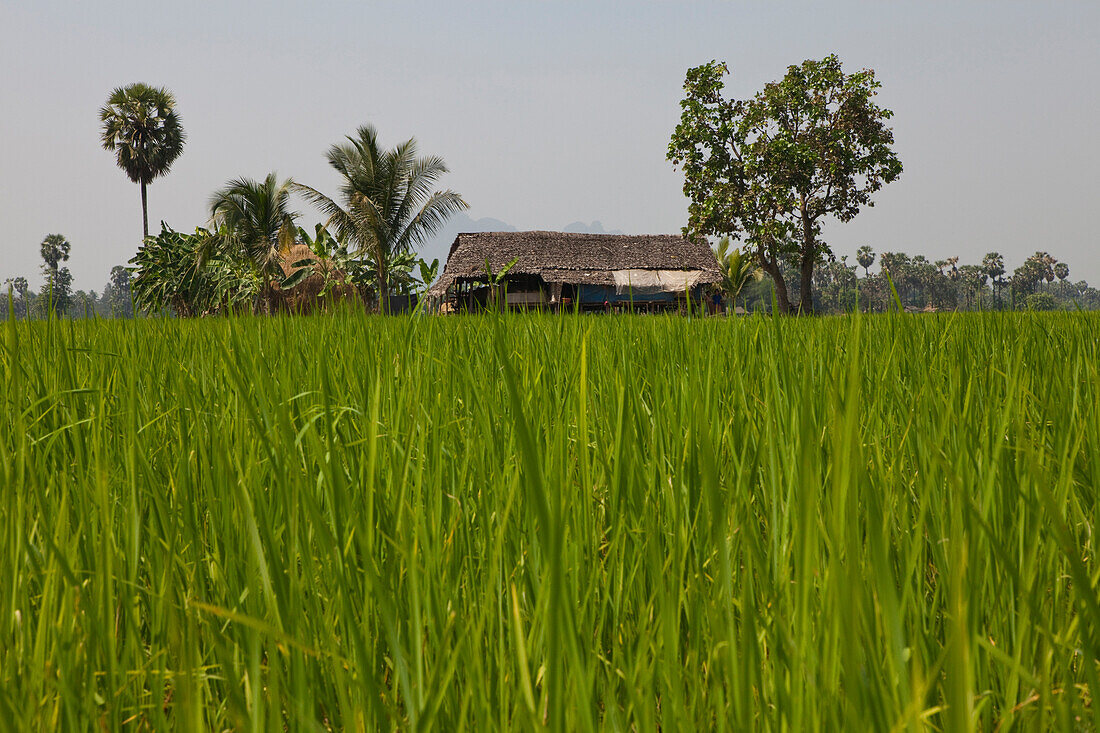 Hütte im Reisfeld, Kayin Staat, Myanmar, Burma, Asien