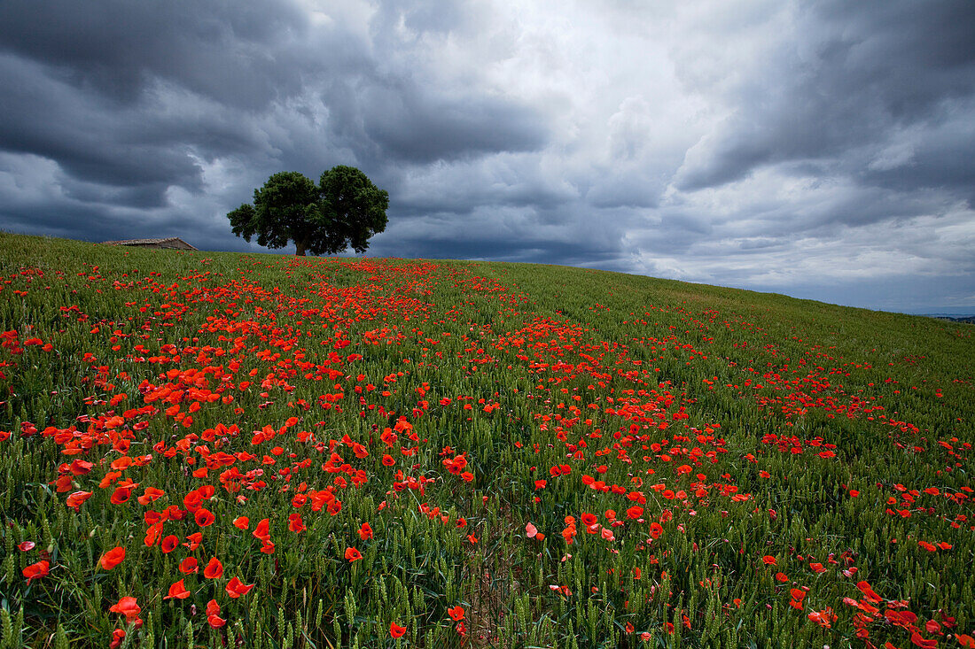 Poppy field full of corn poppies, near Uterga, Camino Frances, Way of St. James, Camino de Santiago, pilgrims way, UNESCO World Heritage, European Cultural Route, province of Navarra, Northern Spain, Spain, Europe