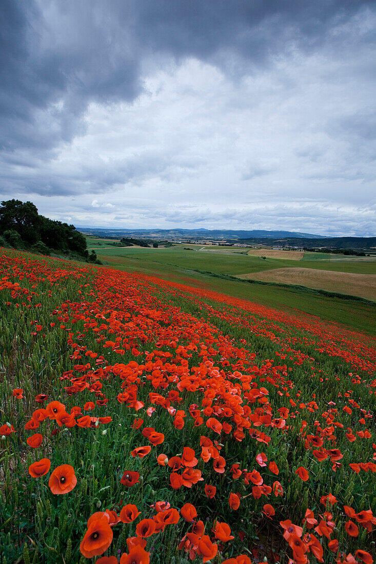 Mohnblüte, Mohnblumen, bei Uterga, Camino Frances, Jakobsweg, Camino de Santiago, Pilgerweg, UNESCO Welterbe, europäischer Kulturweg, Provinz Navarra, Nordspanien, Spanien, Europa