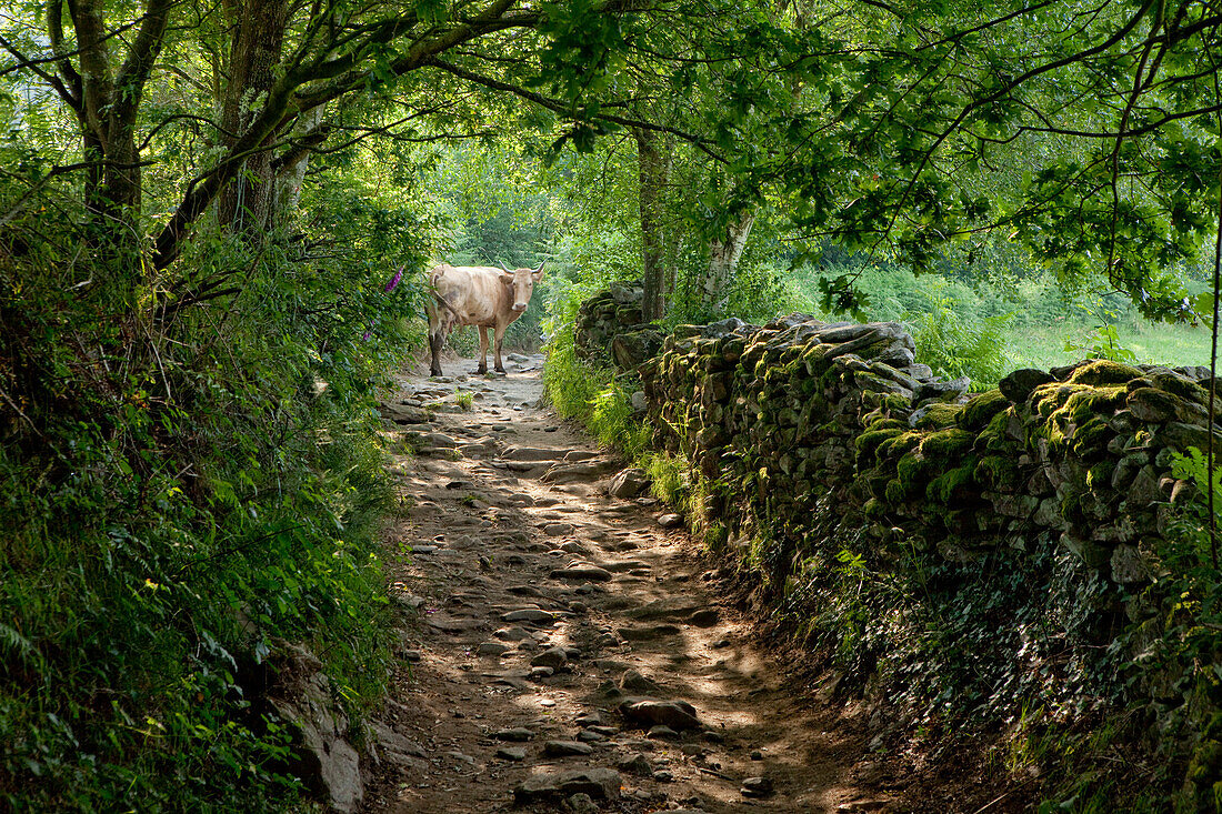 Weg bei Mercadoiro, bei Portomarin, Camino Frances, Jakobsweg, Camino de Santiago, Pilgerweg, UNESCO Welterbe, europäischer Kulturweg, Provinz Lugo, Galicien, Nordspanien, Spanien, Europa