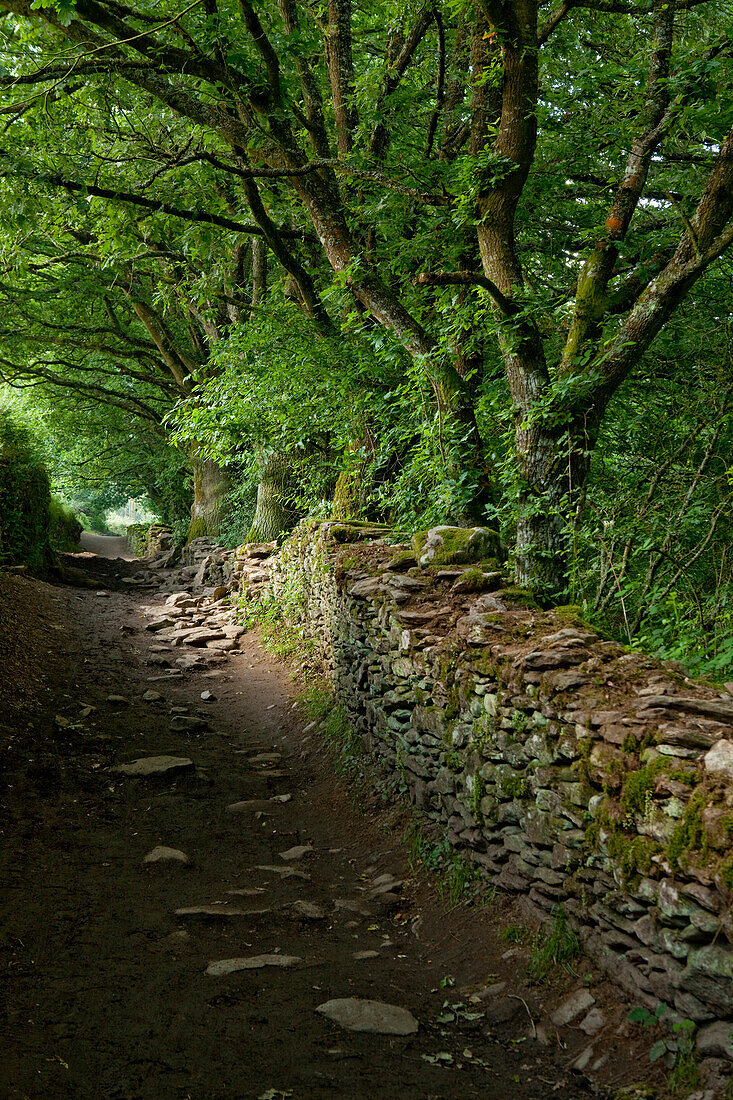 Track near Morgade, near Portomarin, Camino Frances, Way of St. James, Camino de Santiago, pilgrims way, UNESCO World Heritage, European Cultural Route, province of Lugo, Galicia, Northern Spain, Spain, Europe