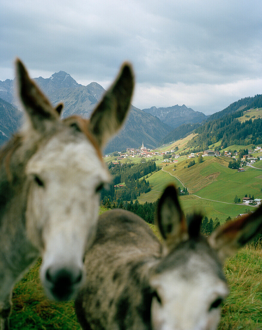 Two Donkeys, Hirschegg, Kleinwalsertal, Austria