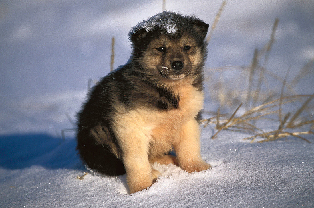 Alaskan Husky puppy