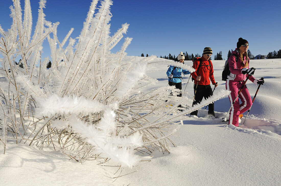 People snowshoeing in snowy landscape, Hemmersuppenalm, Reit im Winkl, Chiemgau, Upper Bavaria, Bavaria, Germany, Europe