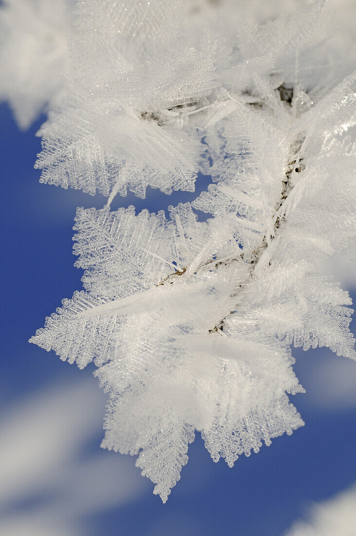 Snow crystals on a branch, Hemmersuppenalm, Reit im Winkl, Chiemgau, Upper Bavaria, Bavaria, Germany, Europe
