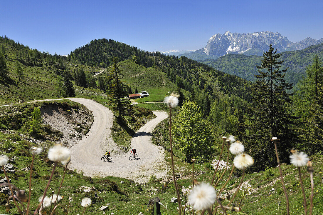 Mountainbiker, Abfahrt zur Kreuzangeralm, im Hintergrund der Wilde Kaiser, Reit im Winkl, Bayern, Deutschland, Europa