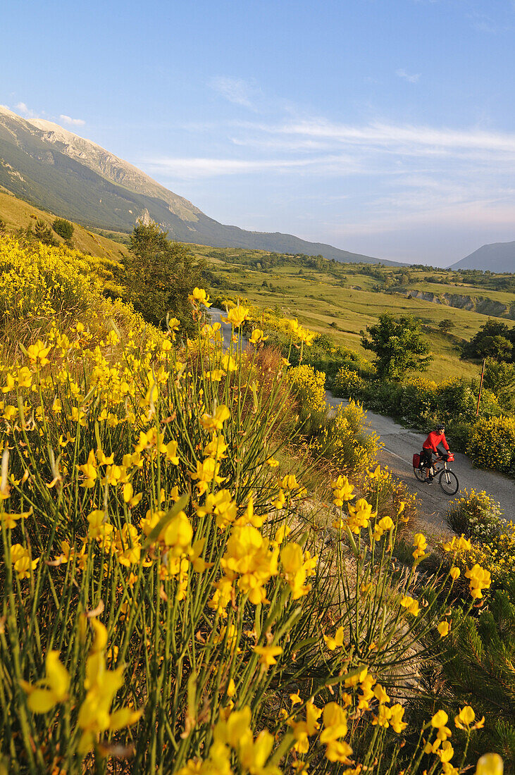 Cyclist between yellow flowers and Monte Amaro, Caramanico Terme, San Eufemia a Maiella, Maiella National Park, Abruzzi, Italy, Europe