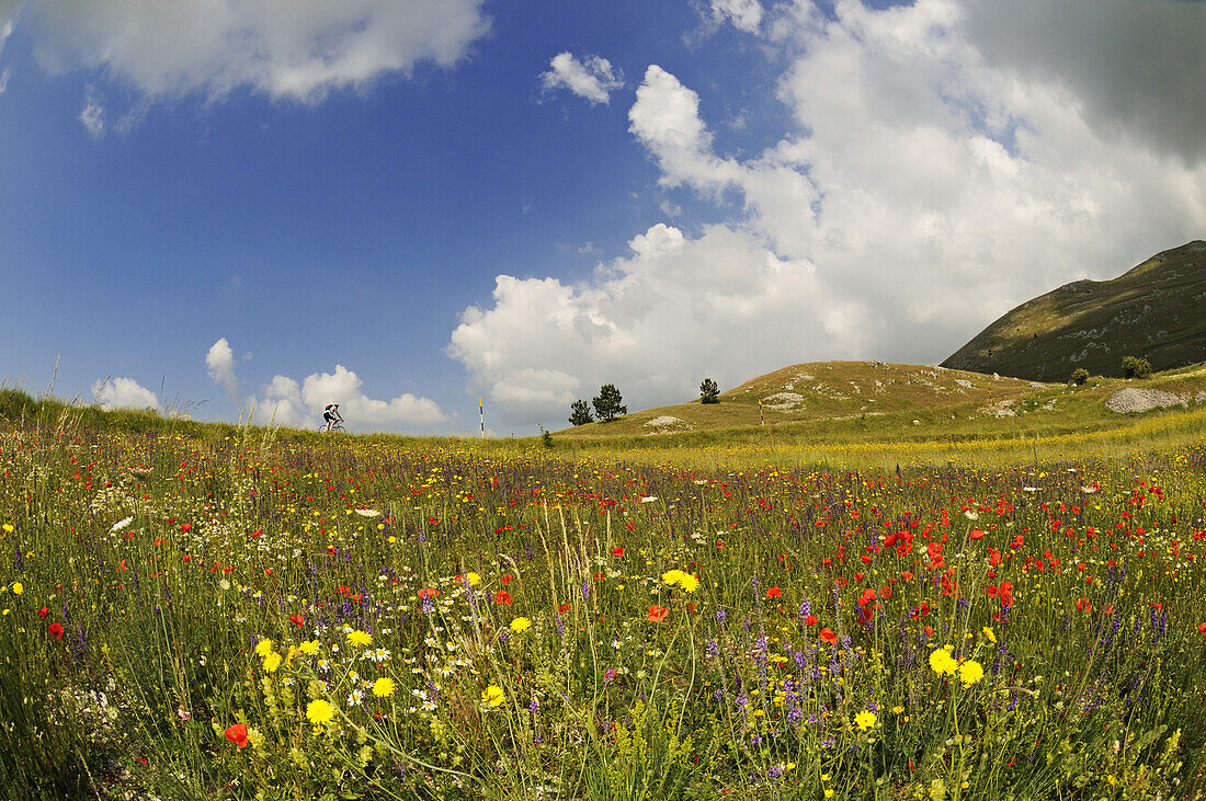 Cyclist at flower meadow at Campo Imperatore, Gran Sasso National Park, Abruzzi, Italy, Europe