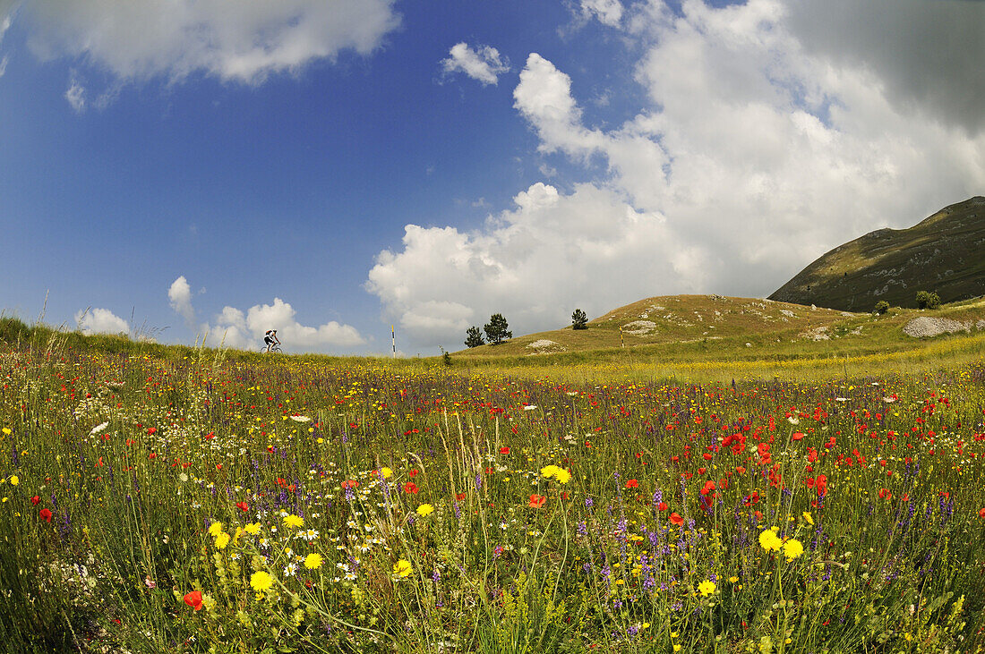 Radfahrer vor Blumenwiese auf dem Campo Imperatore, Gran Sasso Nationalpark, Abruzzen, Italien, Europa