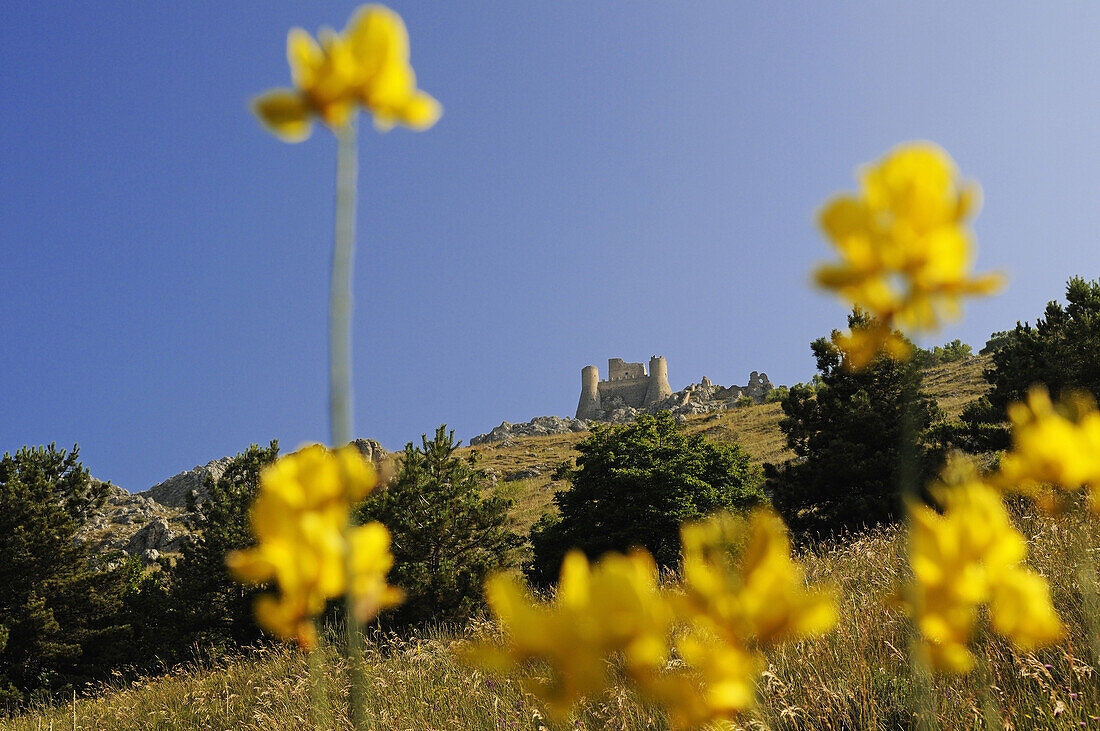 Burg hinter gelben Blumen im Sonnenlicht, Rocca Calascio, Abruzzen, Italien, Europa