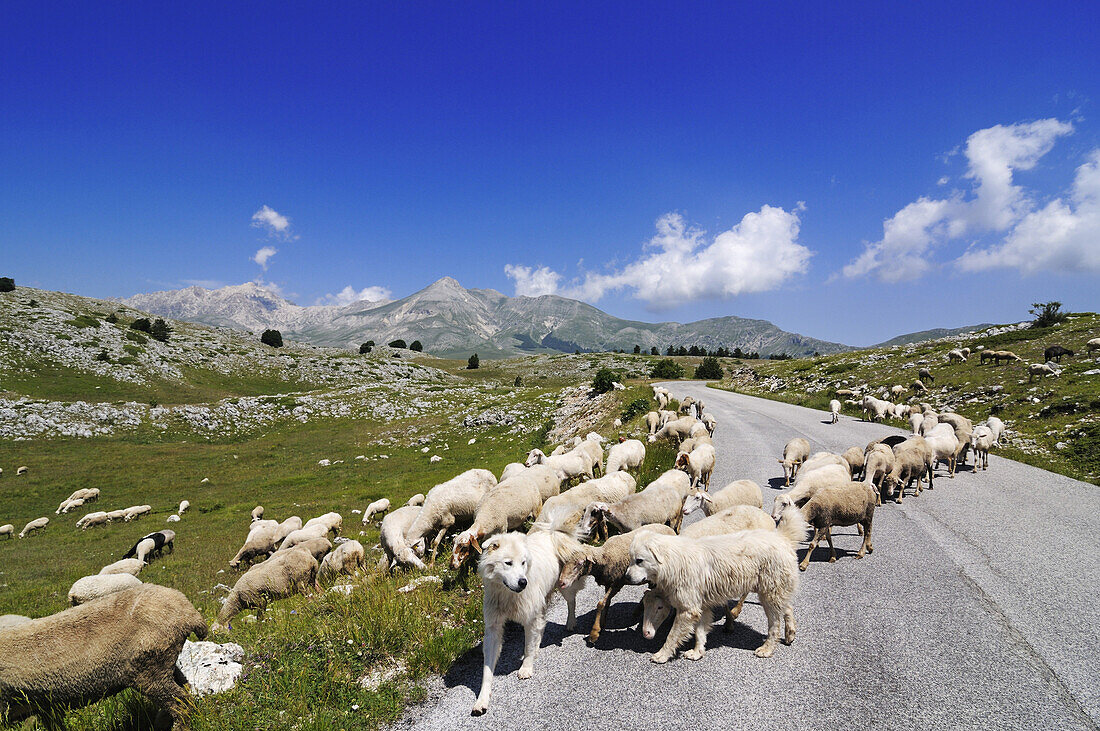 Flock of sheep with sheepdogs crossing country road, Campo Imperatore, Gran Sasso National Park, Abruzzi, Italy, Europe