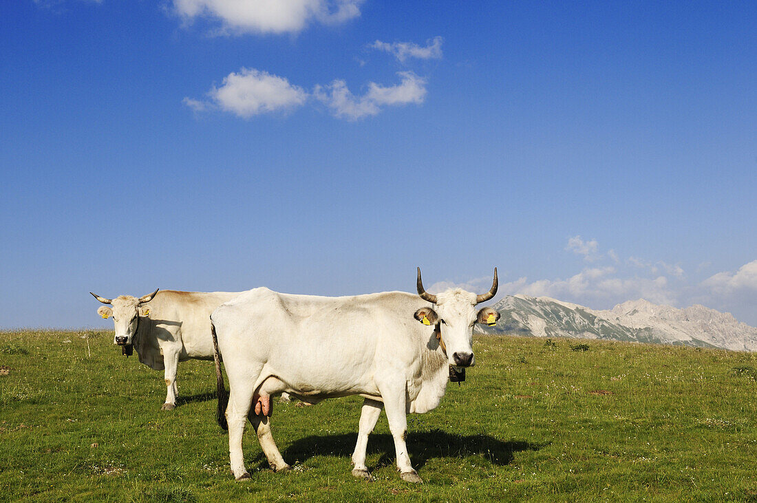 Transhumanz, abruzzan cattle out at feed, Campo Imperatore, Gran Sasso National Park, Abruzzi, Italy, Europe