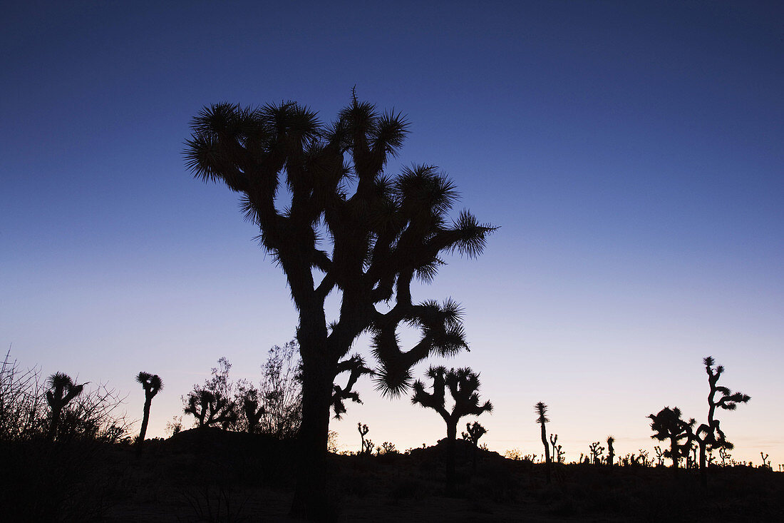 Joshua Tree (Yucca brevifolia) in Hidden Valley at dawn, Joshua Tree National Park, California, USA