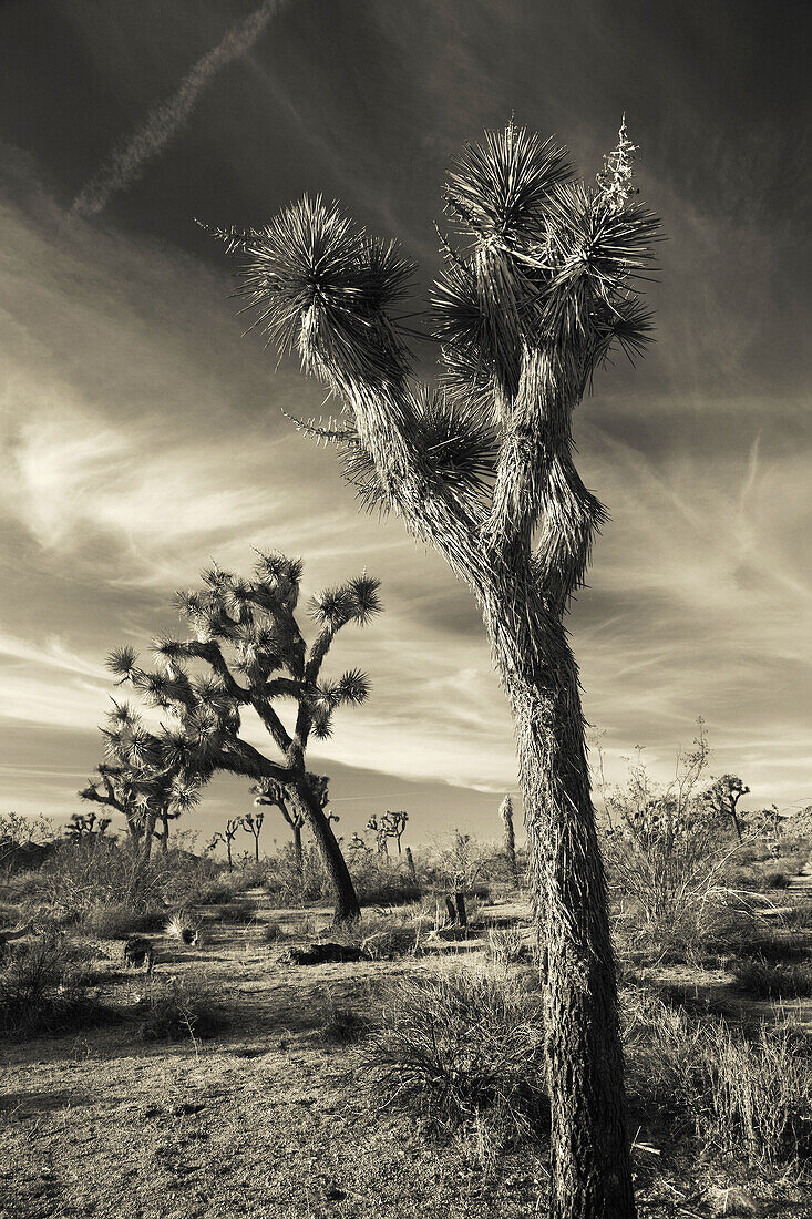 Joshua Tree (Yucca brevifolia) in Hidden Valley, Joshua Tree National Park, California, USA