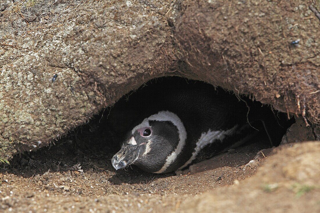 Magellanic Penguin, Spheniscus magellanicus, Order SPHENISCIFORMES, Family Spheniscidae Fakland Islands Pebble island