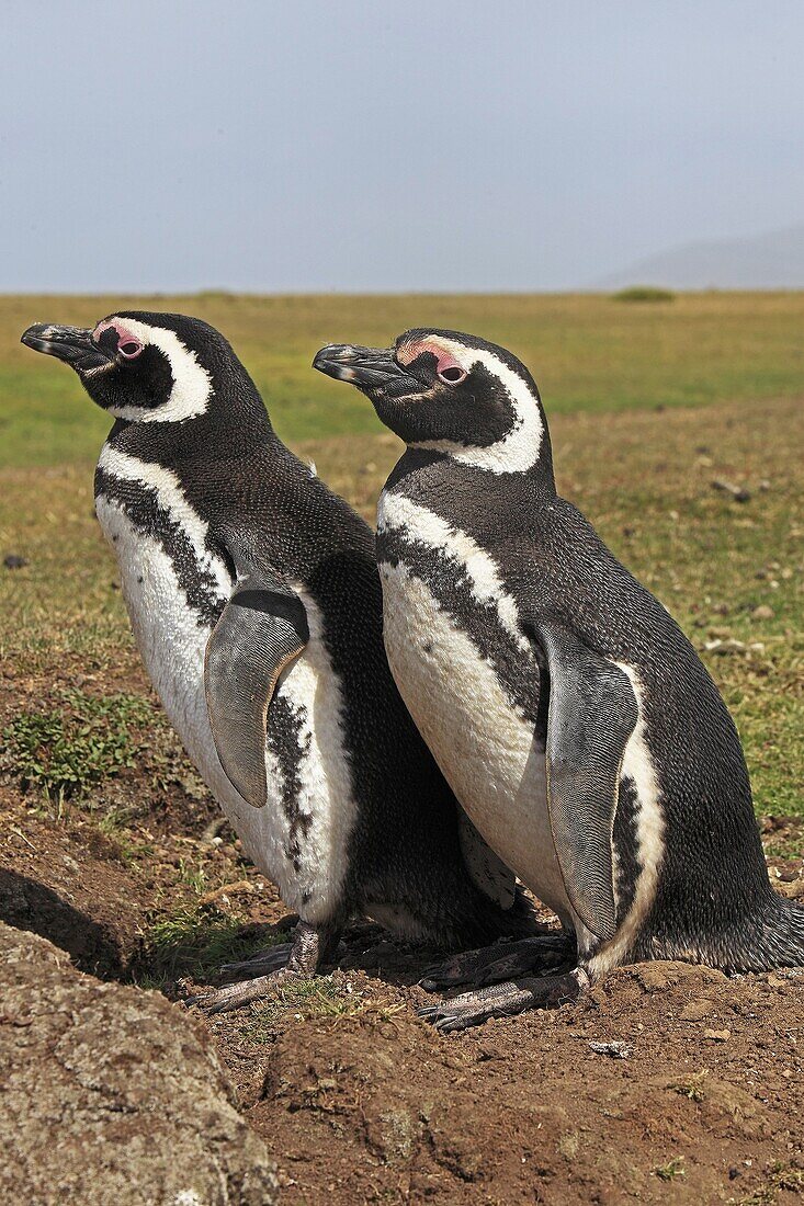 Magellanic Penguin, Spheniscus magellanicus, Order SPHENISCIFORMES, Family Spheniscidae Fakland Islands Pebble island