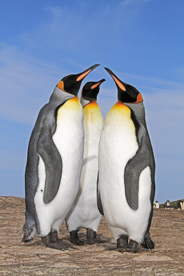 King Penguin, Aptenodytes patagonicus, Family Spheniscidae, Order: Sphenisciformes, Fakland Islands, Saunders island, The neck