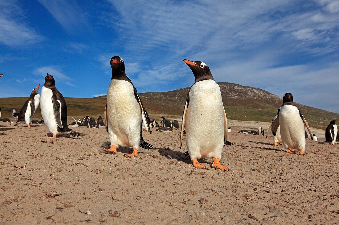 Gentoo Penguin, Pygoscelis papua papua, Order SPHENISCIFORMES, Family Spheniscidae, Saunders Island, Falkland-Malvinas Islands
