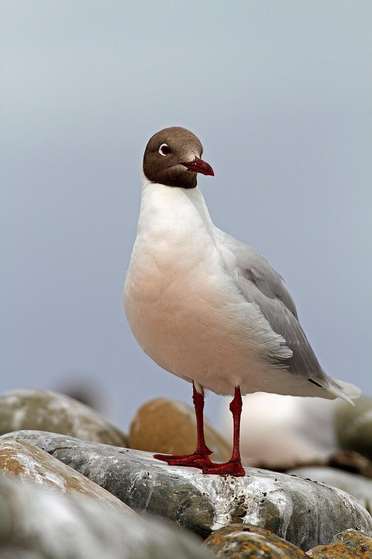 Brown Headed Gull, Larus maculipennis, Order:Charadriiformes, family : laridae, Falkland Islands, Sea Lion Island