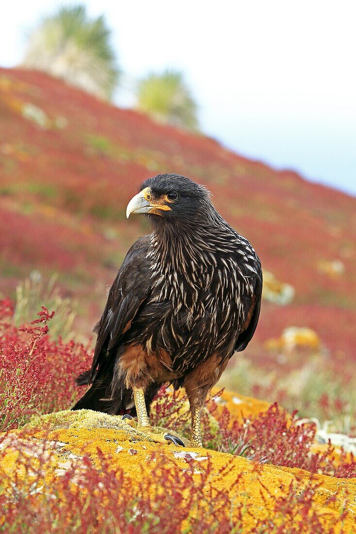 Striated Caracara, Phalcoboenus australis, Family Falconidae, orders falconiformes, Faklland Islands, Carcass Island