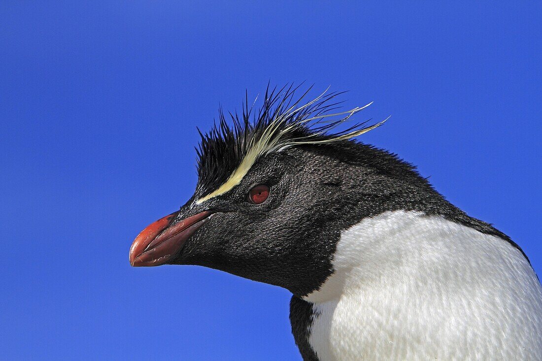 Rockhopper penguin, Eudyptes chrysocome chrysocome, Order : Sphenisciformes, Family : Spheniscidae, Steeple Jason, Falklands islands