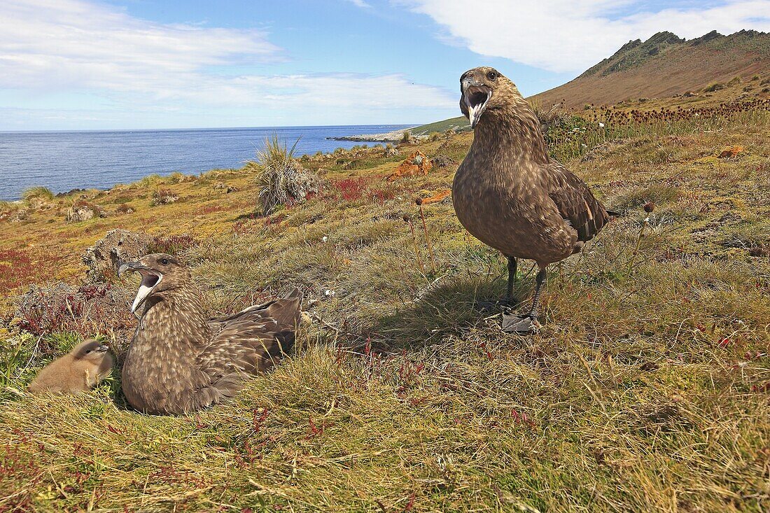Falkland Skua, Catharacta antarctica, Family Stercorariidae, ORDER : CHARADRIIFORMES, steeple jason Island, Falkland-Malvinas Islands