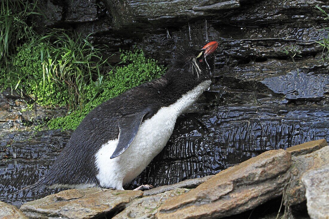 Rockhopper penguin .Eudyptes chrysocome chrysocome, Order : Sphenisciformes Family : Spheniscides, Saunders Island, Falkland-Malvinas Islands