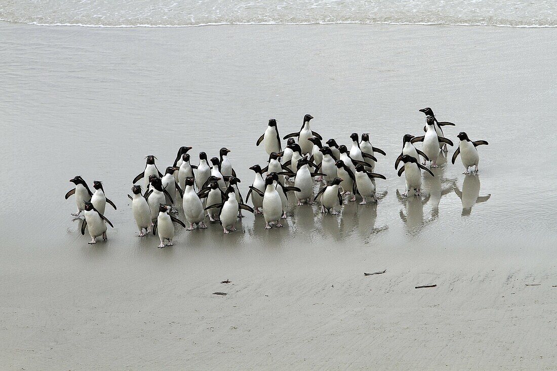 Rockhopper penguin .Eudyptes chrysocome chrysocome, Order : Sphenisciformes Family : Spheniscides, Saunders Island, Falkland-Malvinas Islands