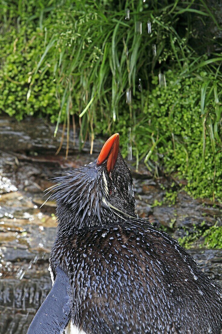 Rockhopper penguin .Eudyptes chrysocome chrysocome, Order : Sphenisciformes Family : Spheniscides, Saunders Island, Falkland-Malvinas Islands