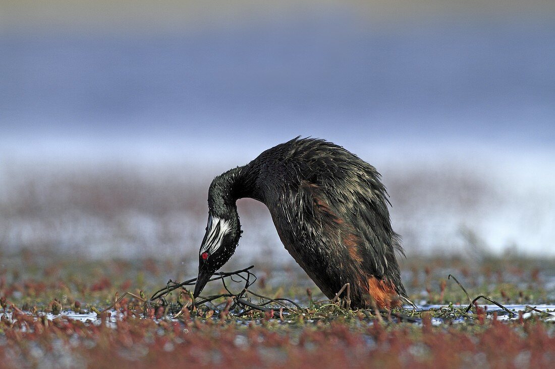 White-tufted Grebe, Local name : Black grebe, Podiceps rolland rolland, order : Ciconiiformes, family : Podicipedidae , Falkland Islands, Pebble Island, Malvinas