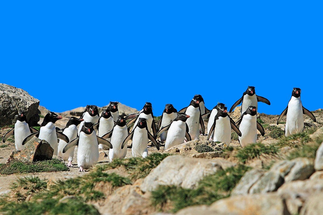 Rockhopper penguin, Eudyptes chrysocome chrysocome, Order : Sphenisciformes, Family : Spheniscidae, Pebble Island, Falkland-Malvinas Islands