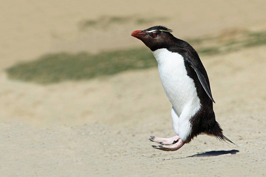 Rockhopper penguin, Eudyptes chrysocome chrysocome, Order : Sphenisciformes, Family : Spheniscidae, Pebble Island, Falkland-Malvinas Islands