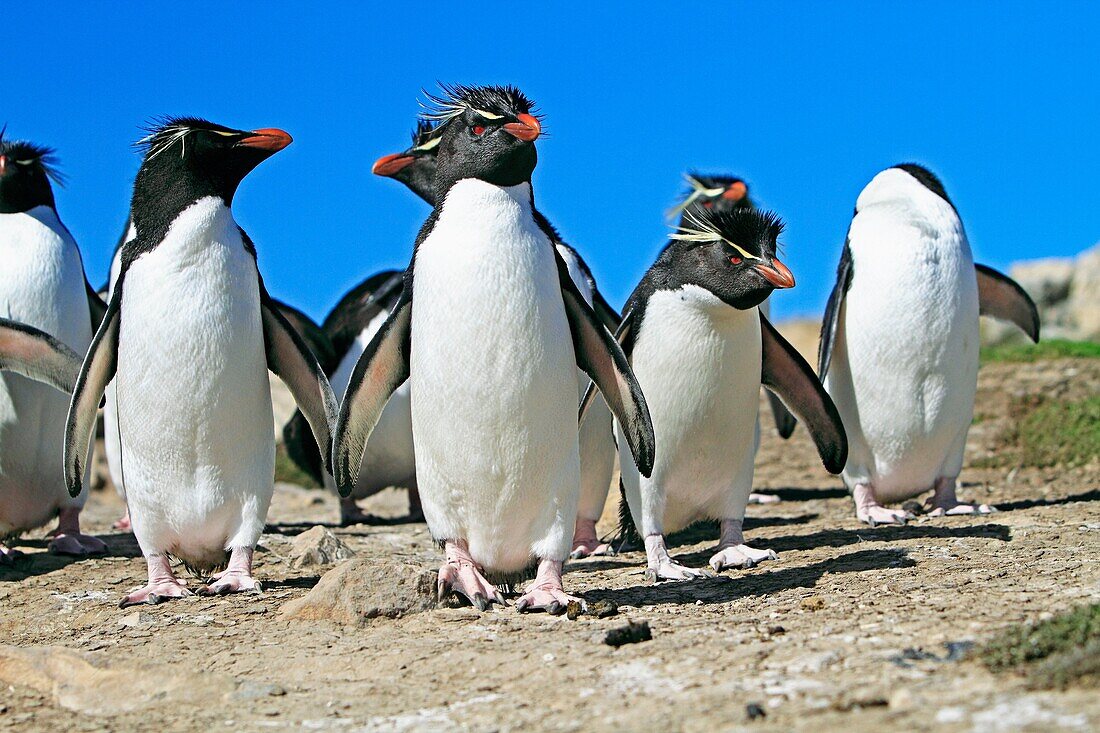 Rockhopper penguin, Eudyptes chrysocome chrysocome, Order : Sphenisciformes, Family : Spheniscidae, Pebble Island, Falkland-Malvinas Islands