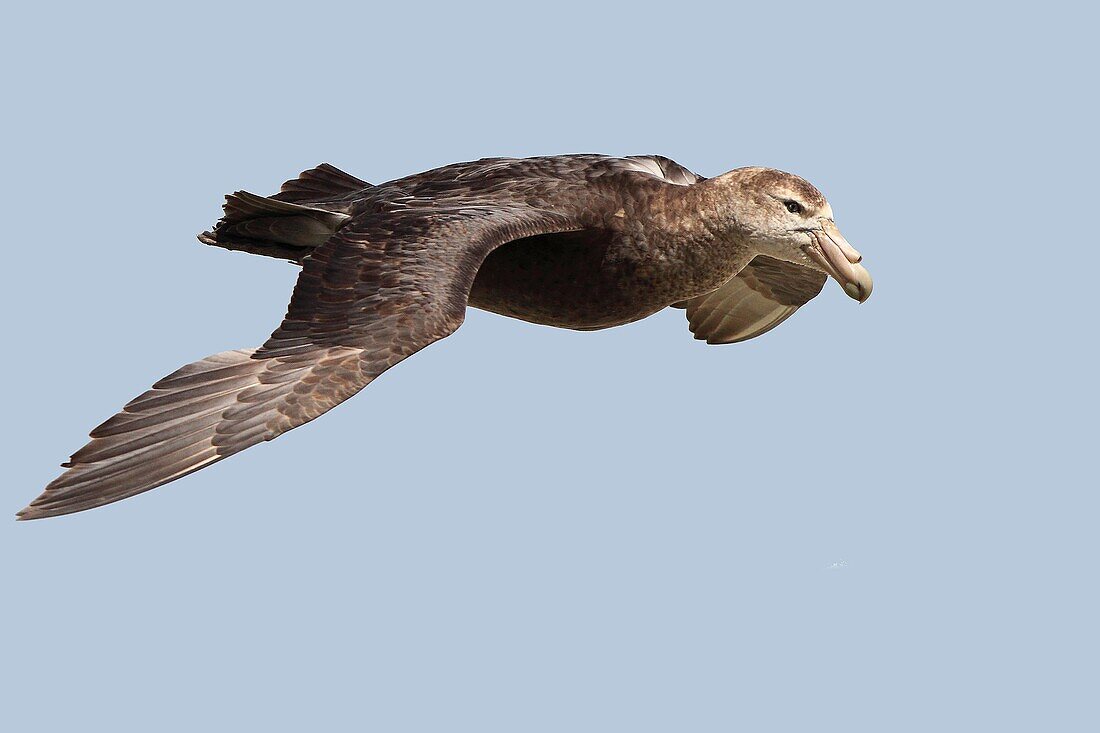 Southern Giant-Petrel, Macronectes giganteus, Order: Procellariiformes, Family: Procellariidae, Pebble island, Falkland-Malvinas Islands