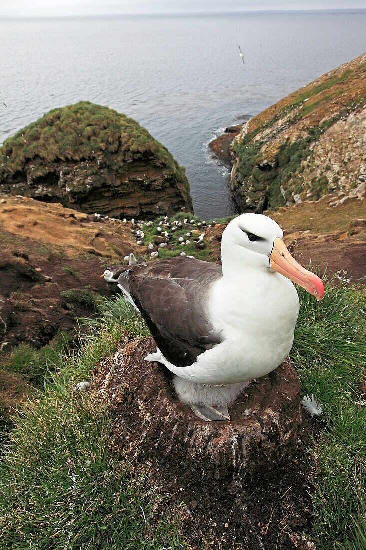 Black-browed Albatross, Mollymawk Thalassarche melanophris, or Diomedea melanophris, Order : Procellariiformes, family : diomedeidae, Steeple jason, Falkland islands