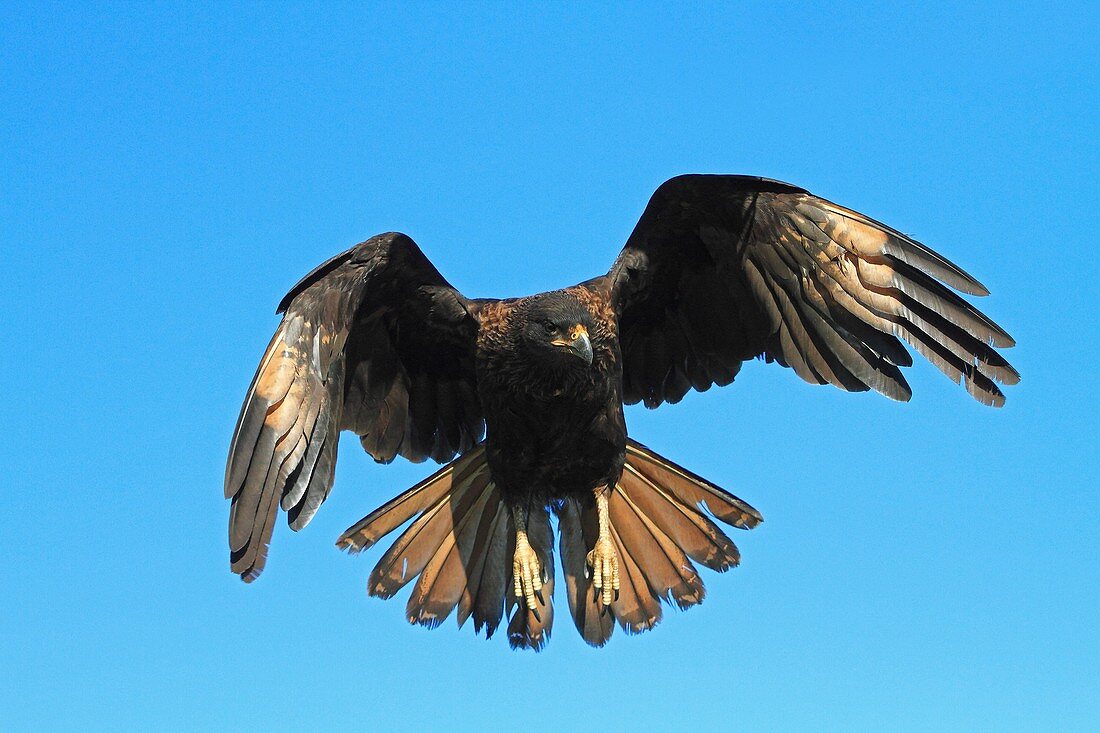 Striated Caracara, Phalcoboenus australis, Family Falconidae, orders falconiformes, Faklland Islands, Carcass Island