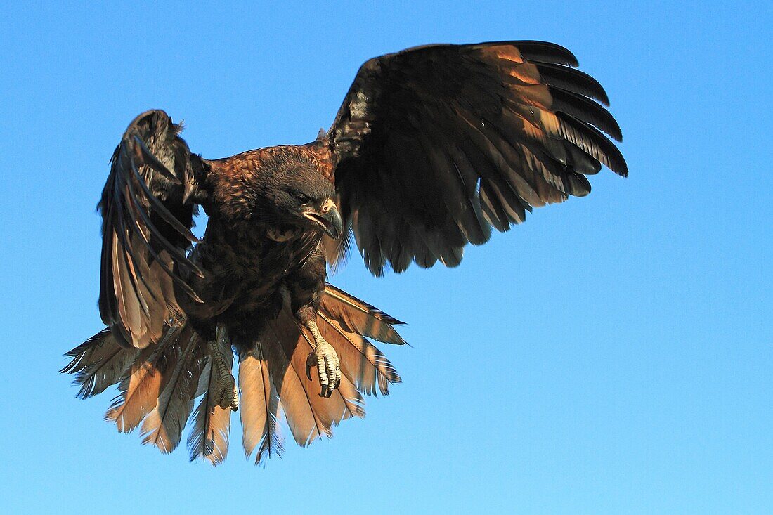 Striated Caracara, Phalcoboenus australis, Family Falconidae, orders falconiformes, Faklland Islands, Carcass Island